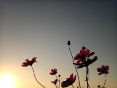 秋桜