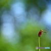 盆花　４
