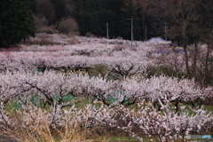 あんず咲きました