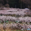 あんず咲きました