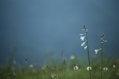 夏の花