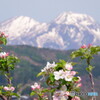 他山の石