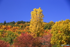 紅葉風景　9