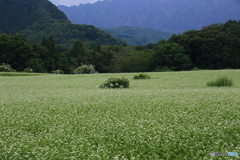そば畑