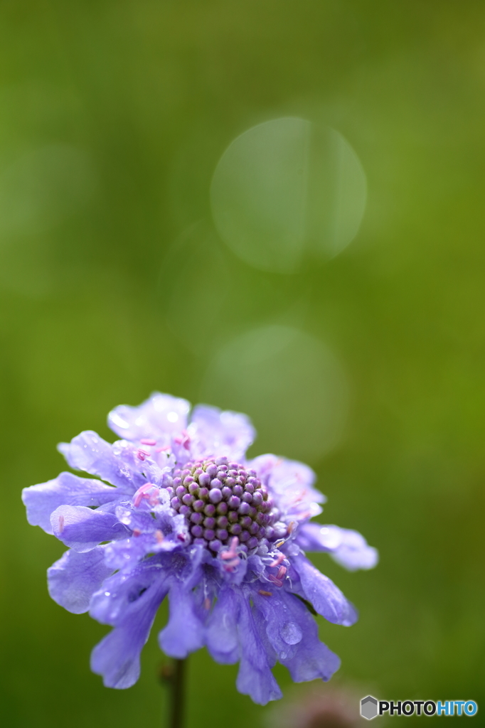 夏の終わりを告げる花 By 苦楽利 Id 写真共有サイト Photohito