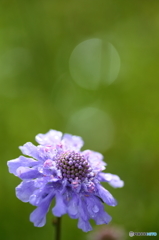 夏の終わりを告げる花