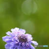 夏の終わりを告げる花