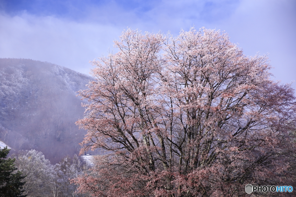 桜のごとく