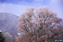 桜のごとく