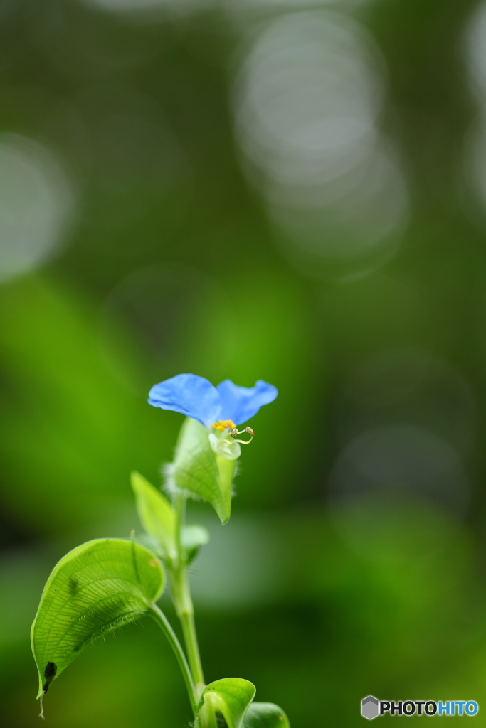 鴨跖草