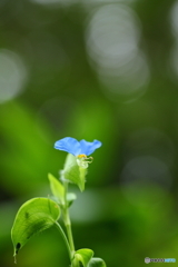 鴨跖草