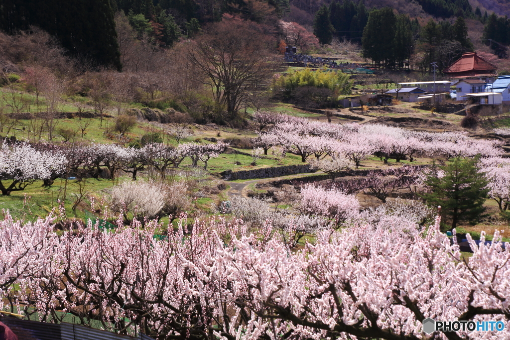 あんず村