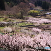 あんず村