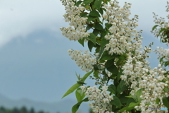 卯の花