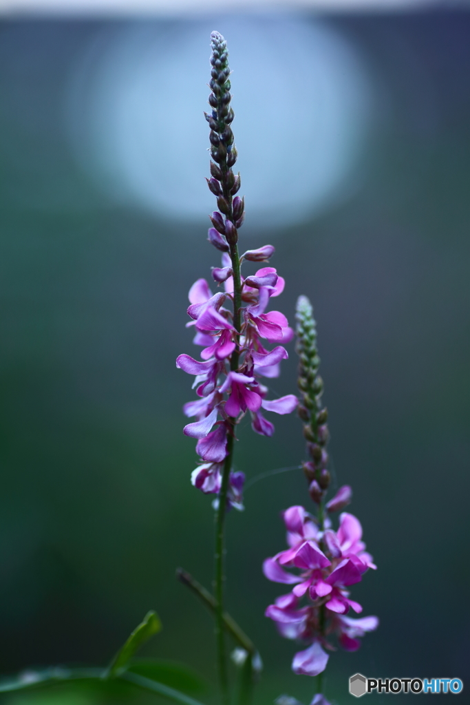 夏の花　８