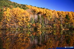 もうひとつの白樺湖