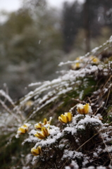 春の淡雪????