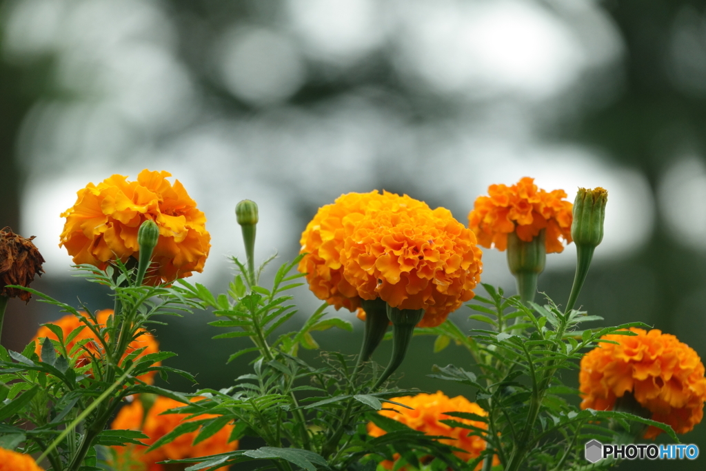 夏の花