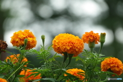 夏の花