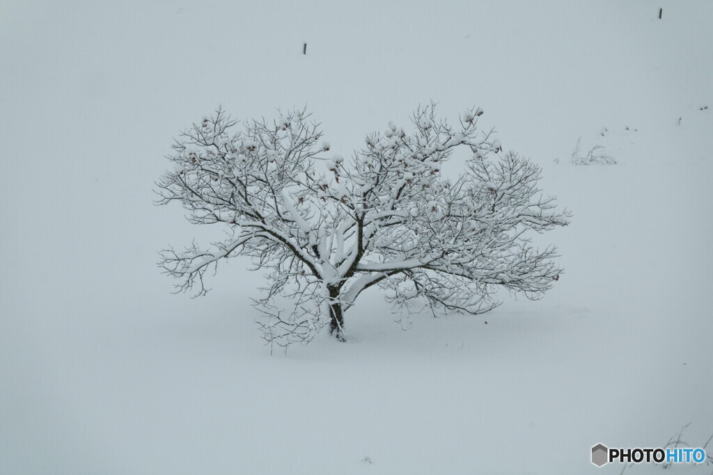 雪景