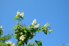 夏は来ぬ