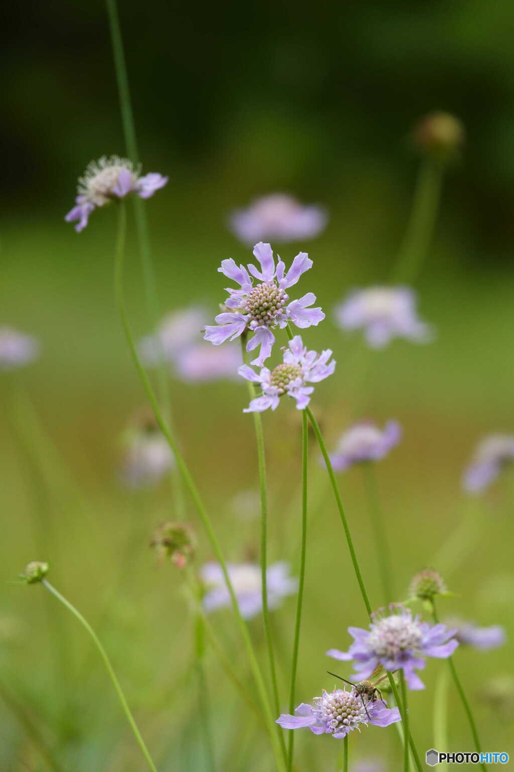 大好きな花