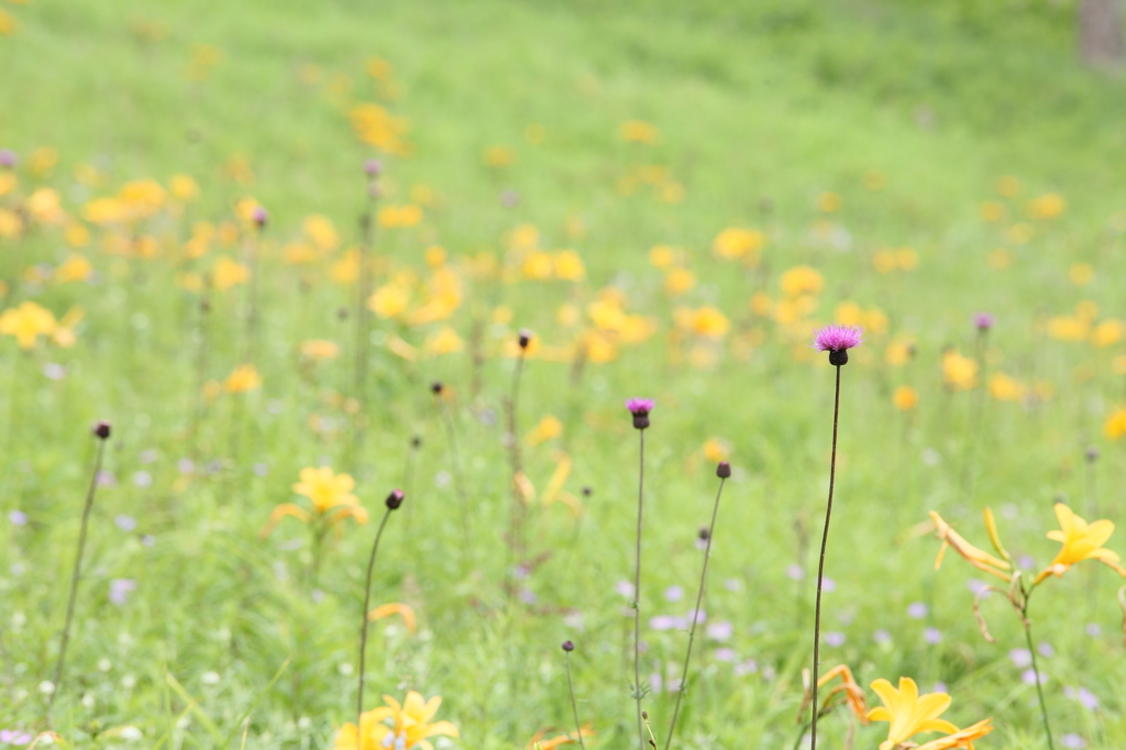 花野