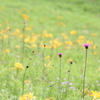花野