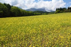 戸隠高妻山と菜の花畑