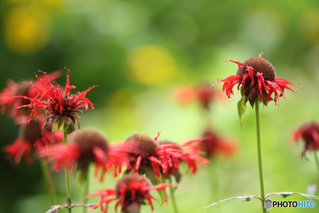 さよなら夏の日