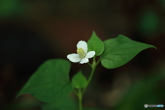 日陰の花