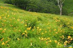 もうそんな時期ですか