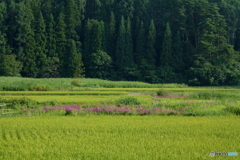 ミソハギの咲く景色