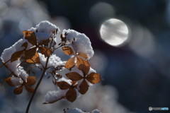 雪が積もるといいですね