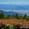 ツツジの向こうの光景