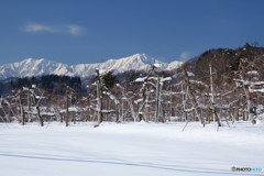 鹿島槍とりんご畑