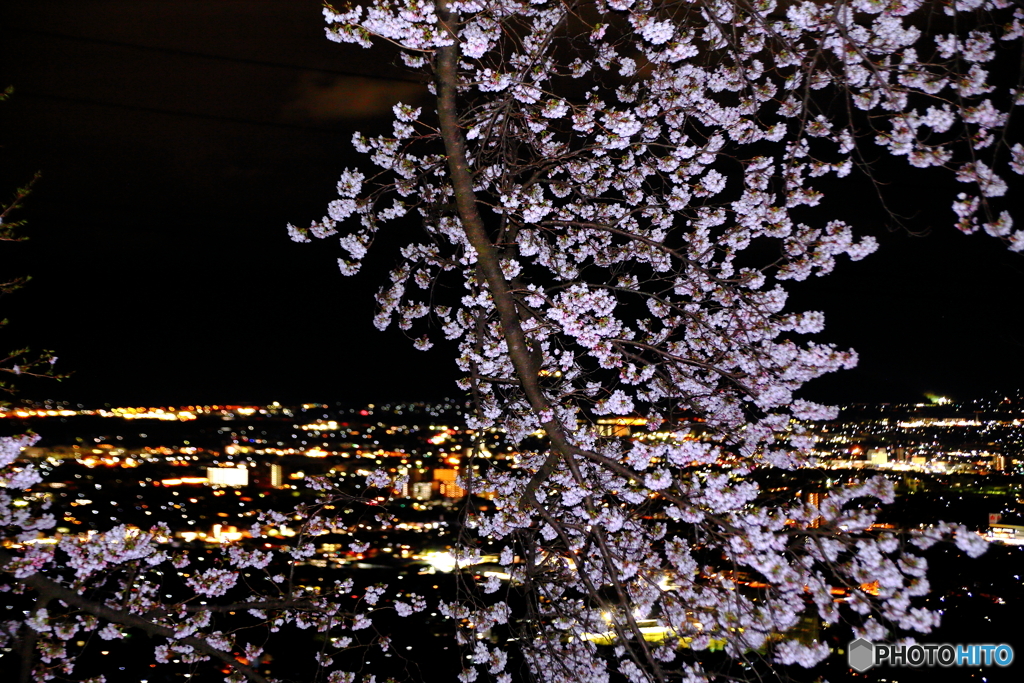 夜桜