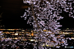 夜桜