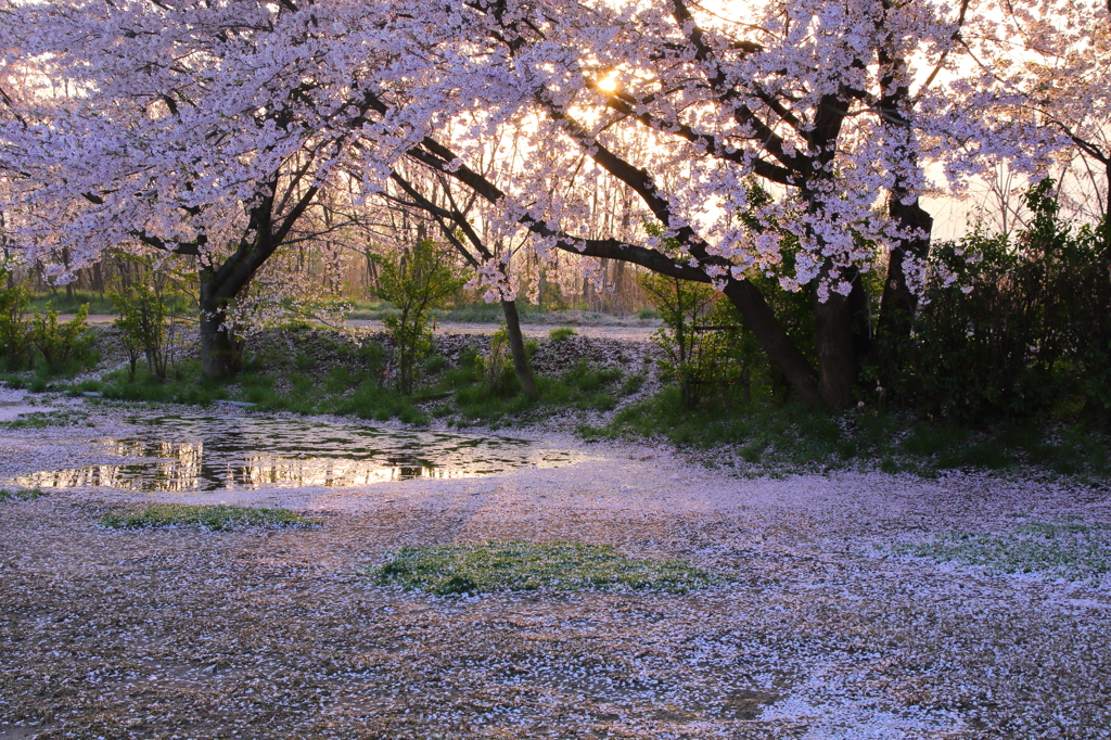 雨上がりの朝