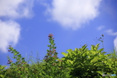 秋の七草　萩
