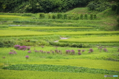 ミソハギの咲く