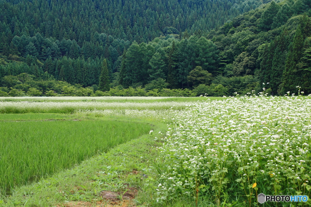 そばの花咲く