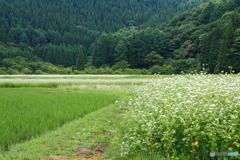 そばの花咲く