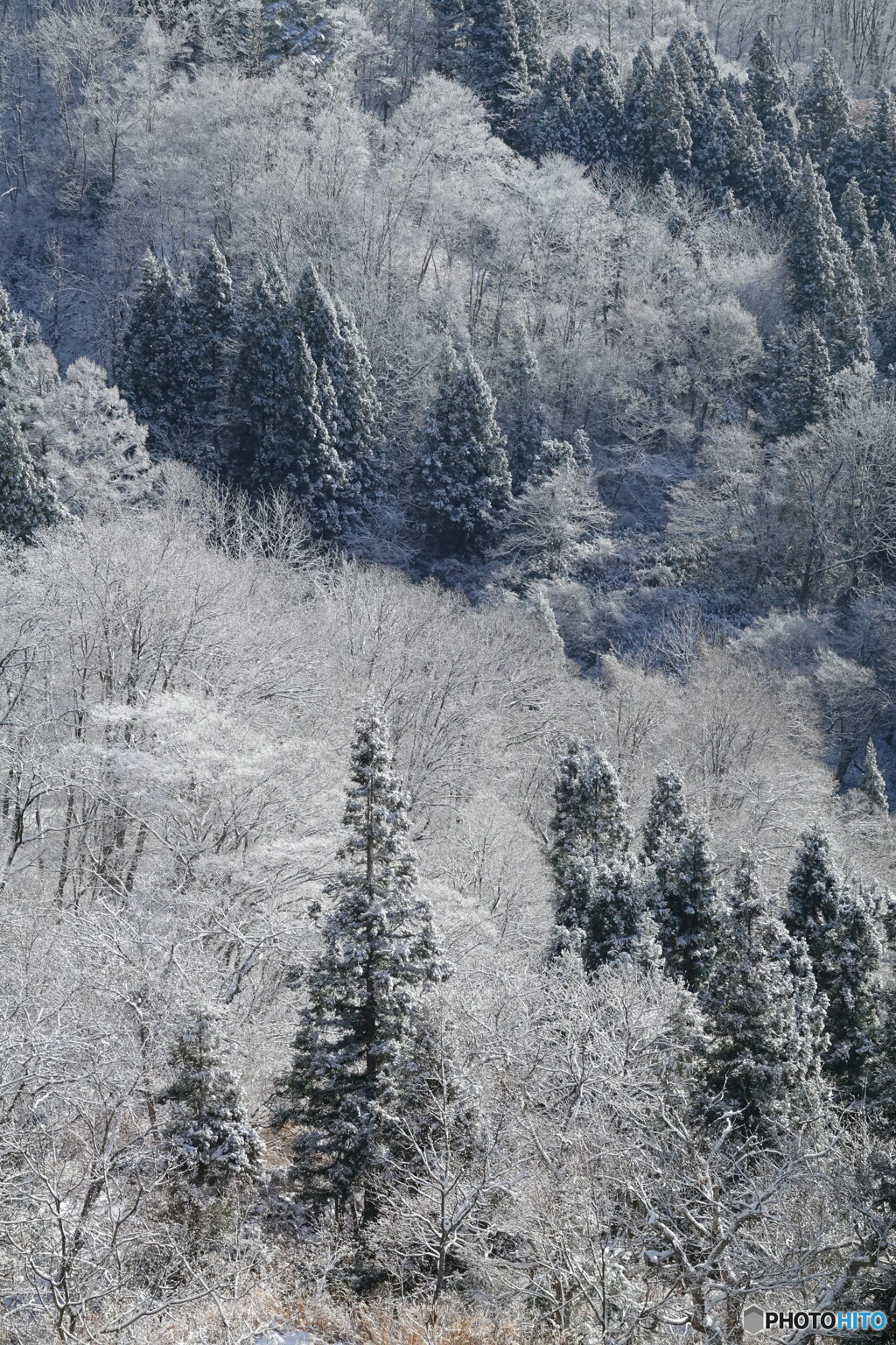 針葉樹