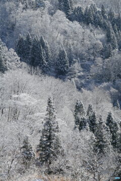 針葉樹