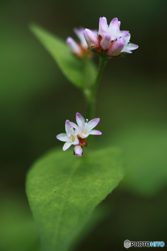 小さな花