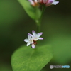 小さな花
