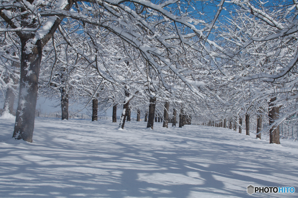 雪の桜並木
