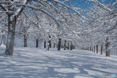 雪の桜並木