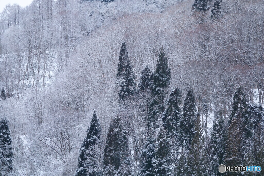 樹々